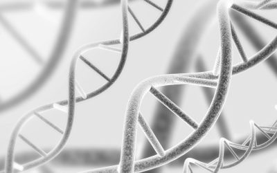 Les mystères cachés dans notre ADN : une histoire de l’évolution humaine